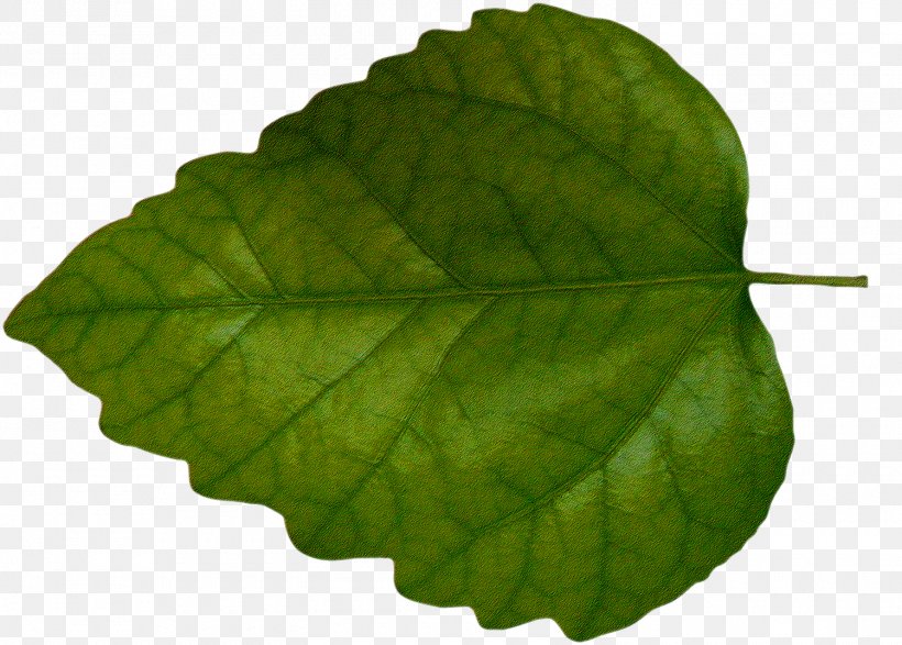 Leaf Green Clip Art, PNG, 1500x1074px, Leaf, Color, Digital Image, Green, Information Download Free