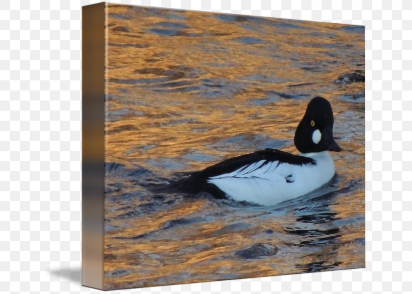 Mallard Duck Mergini Teal Beak, PNG, 650x585px, Mallard, Beak, Bird, Duck, Ducks Geese And Swans Download Free