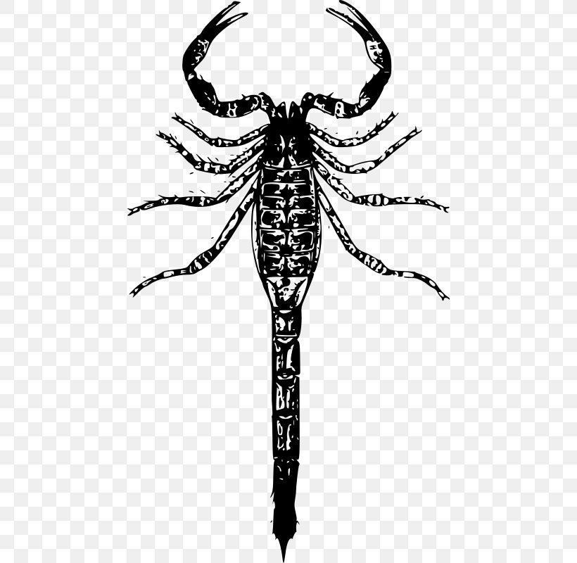 Scorpion Clip Art, PNG, 458x800px, Scorpion, Arthropod, Autocad Dxf, Black And White, Drawing Download Free