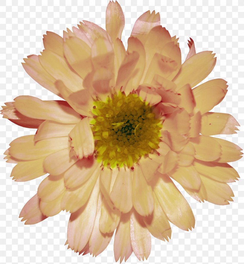 Transvaal Daisy Chrysanthemum Plant Clip Art, PNG, 1636x1766px, Transvaal Daisy, Annual Plant, Argyranthemum Frutescens, Chrysanthemum, Chrysanths Download Free