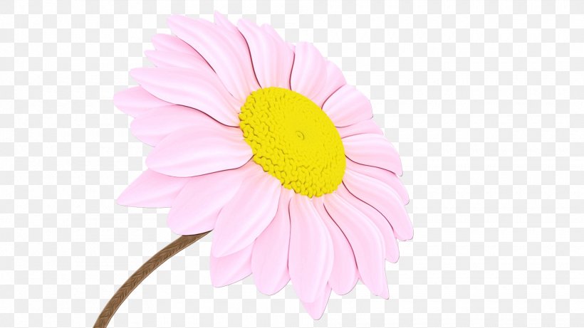 Transvaal Daisy Cut Flowers Petal Pink M, PNG, 1920x1080px, Transvaal Daisy, Asterales, Barberton Daisy, Camomile, Cosmos Download Free