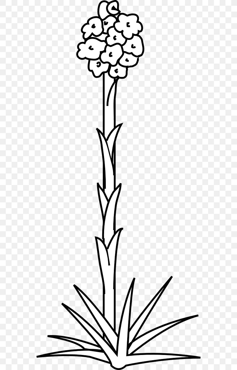 Clip Art Plant Stem Plants Flowering Plant, PNG, 640x1280px, Plant Stem, Anemone, Black And White, Branch, Diagram Download Free