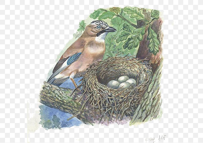 Eurasian Jay Bird Nest Illustration, PNG, 600x581px, Eurasian Jay, Beak, Bird, Bird Nest, Blue Jay Download Free