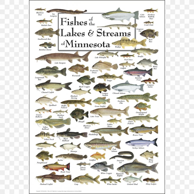 Minnesota Great Lakes Fish Bird Poster, PNG, 1200x1200px, Minnesota, Bird, Diversity Of Fish, Fish, Fishing Download Free