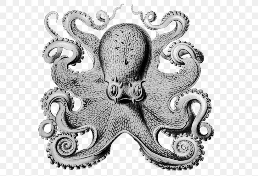 Other Minds: The Octopus And The Evolution Of Intelligent Life Book Philosopher Science, PNG, 577x562px, Book, Author, Barnes Noble, Bookselling, Cephalopod Download Free