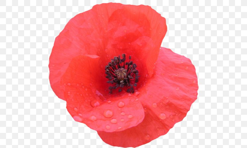 Remembrance Poppy Flower Clip Art, PNG, 500x490px, Poppy, Animaatio, Annual Plant, Common Poppy, Coquelicot Download Free