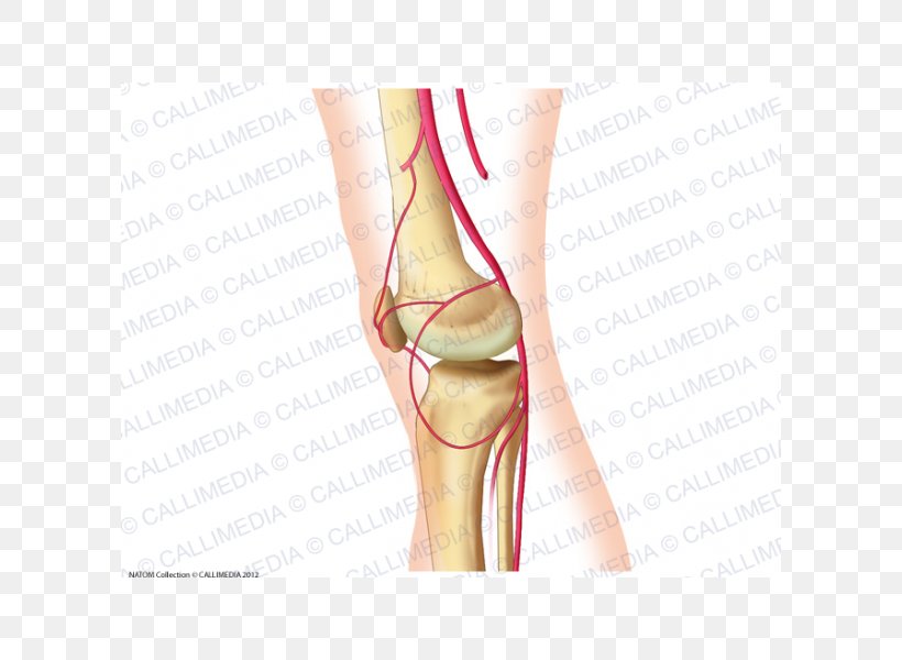 Thumb Knee Popliteal Artery Anatomy, PNG, 600x600px, Watercolor, Cartoon, Flower, Frame, Heart Download Free