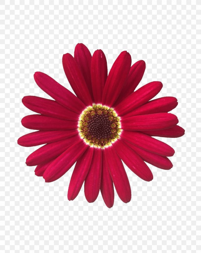 Transvaal Daisy Marguerite Daisy Chrysanthemum Common Daisy Flower, PNG, 1840x2316px, Transvaal Daisy, Argyranthemum, Chrysanthemum, Chrysanths, Color Download Free