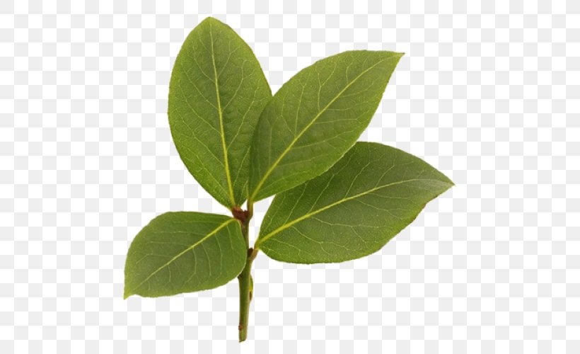 West Indies Bay Leaf Pimenta Racemosa Oil Bay Rum, PNG, 500x500px, West Indies, Allspice, Aromatherapy, Bay Laurel, Bay Leaf Download Free