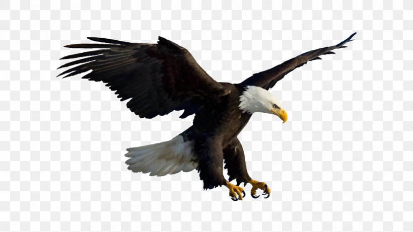 Bird Bald Eagle White-tailed Eagle, PNG, 1191x670px, Bird, Accipitriformes, Animal, Bald Eagle, Beak Download Free