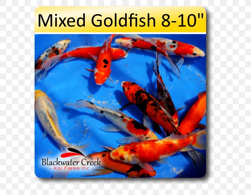 Blackwater Creek Koi Farm Shubunkin Feeder Fish, PNG, 638x638px, Koi, Biology, Blackwater Creek Koi Farm, Blue, Bony Fish Download Free