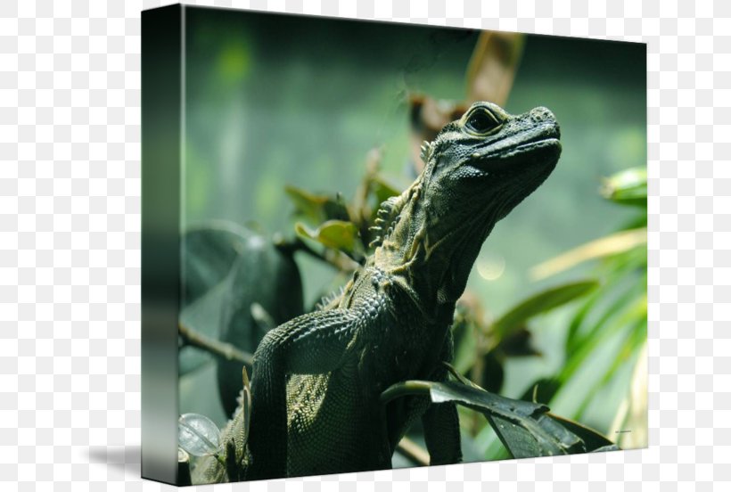 Common Iguanas Chameleons Dragon Lizards Terrestrial Animal, PNG, 650x552px, Common Iguanas, Agamidae, Animal, Chameleon, Chameleons Download Free