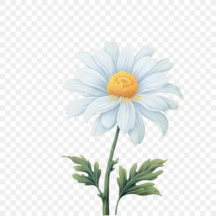 Flower Clip Art, PNG, 1800x1800px, Flower, Aster, Chrysanths, Common Daisy, Cut Flowers Download Free