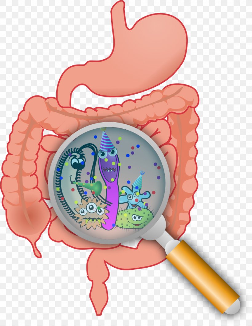 Gastrointestinal Tract Gut Flora Small Intestinal Bacterial Overgrowth Large Intestine, PNG, 927x1200px, Watercolor, Cartoon, Flower, Frame, Heart Download Free
