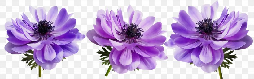 Lavender, PNG, 3564x1120px, Watercolor, Anemone, Aster, Cut Flowers, Flower Download Free