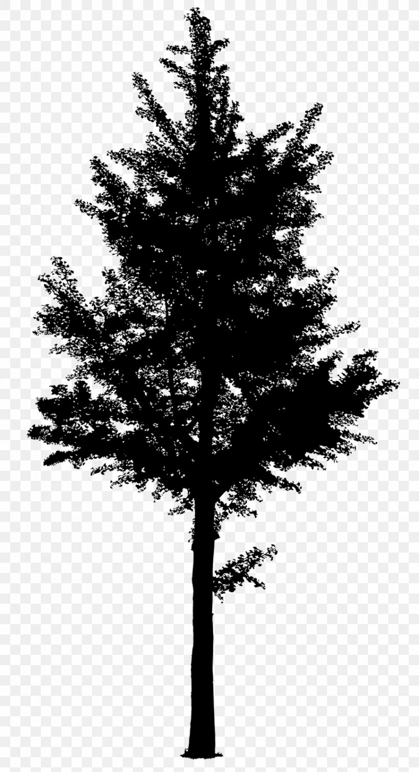 Spruce Fir Pine Tree Larch, PNG, 869x1600px, Spruce, American Larch, Architecture, Balsam Fir, Bigtree Download Free