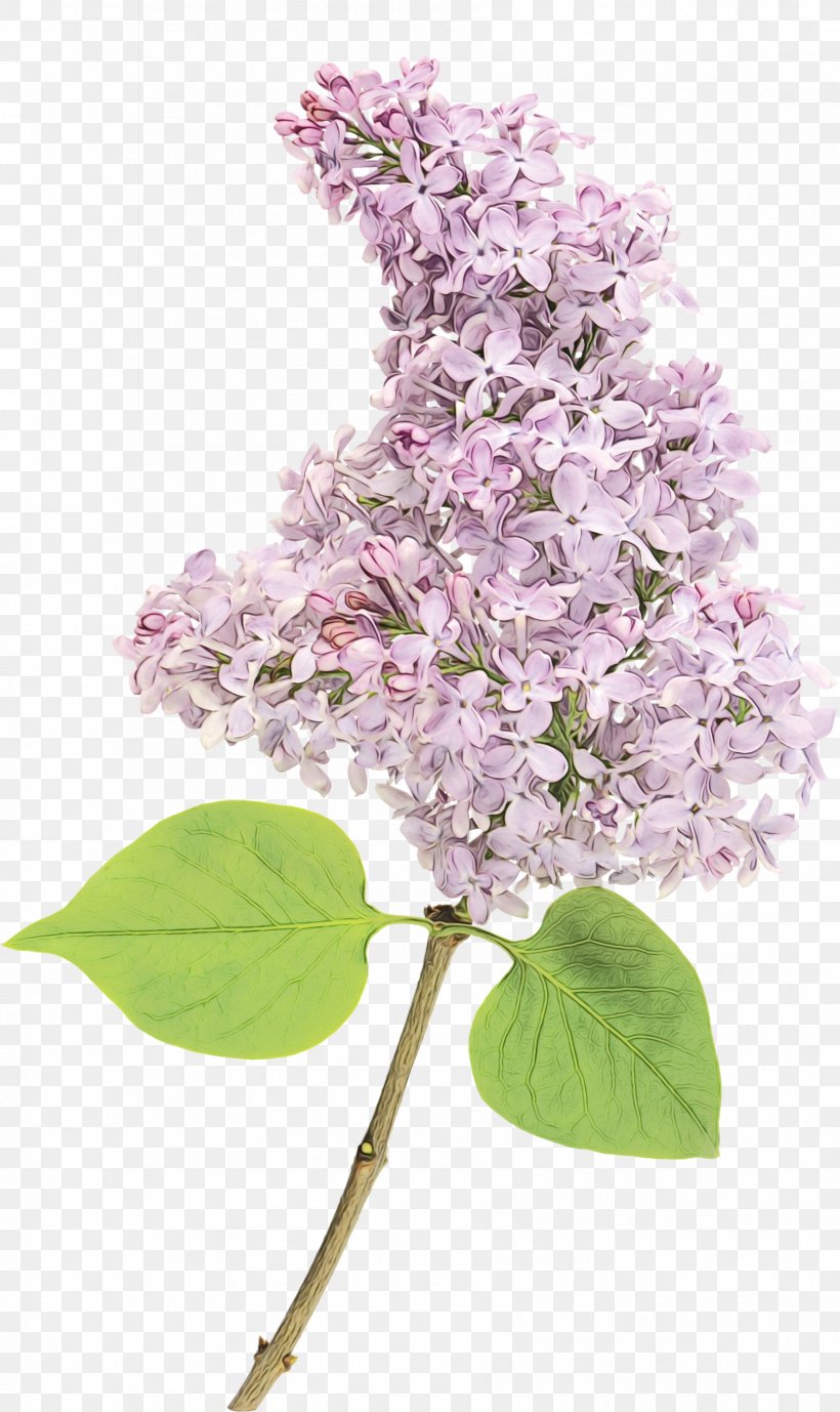 Lilac Flower Lilac Plant Branch, PNG, 1784x3000px, Watercolor, Blossom, Branch, Flower, Lilac Download Free