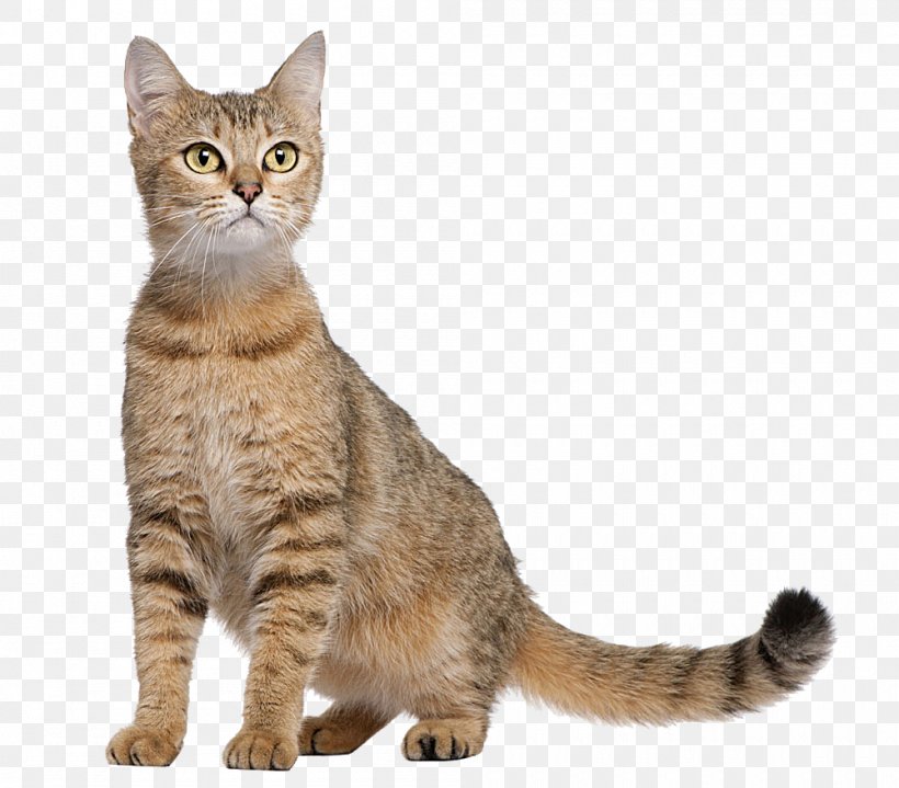 Cat Food Dog Kitten Orijen, PNG, 1000x878px, Bengal Cat, Aegean Cat, Alamy, American Shorthair, American Wirehair Download Free
