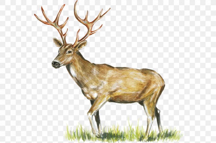 Elk Reindeer White-tailed Deer Game Meat, PNG, 840x560px, Elk, Animal, Antler, Deer, Deer Farm Download Free