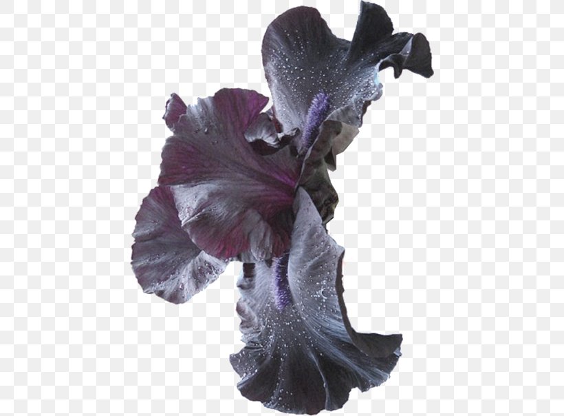 Flower Lilium Clip Art, PNG, 442x604px, Flower, Flowering Plant, Herbaceous Plant, Iris, Iris Family Download Free