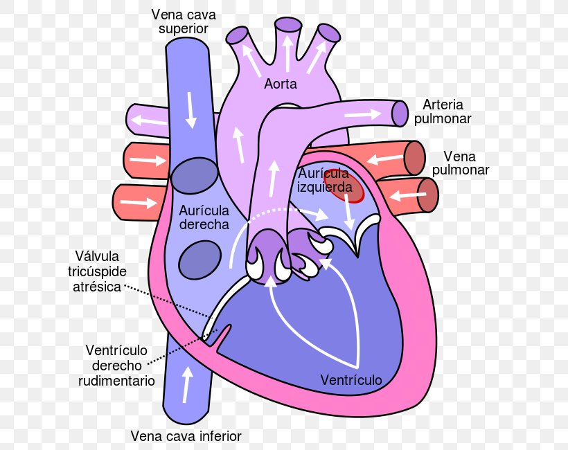 Heart Circulatory System Pulmonary Vein Anatomy Diagram, PNG, 650x650px, Watercolor, Cartoon, Flower, Frame, Heart Download Free