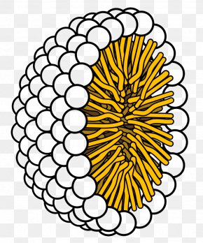 Micelle Lipid Bilayer Liposome Phospholipid Hydrophobic Effect PNG
