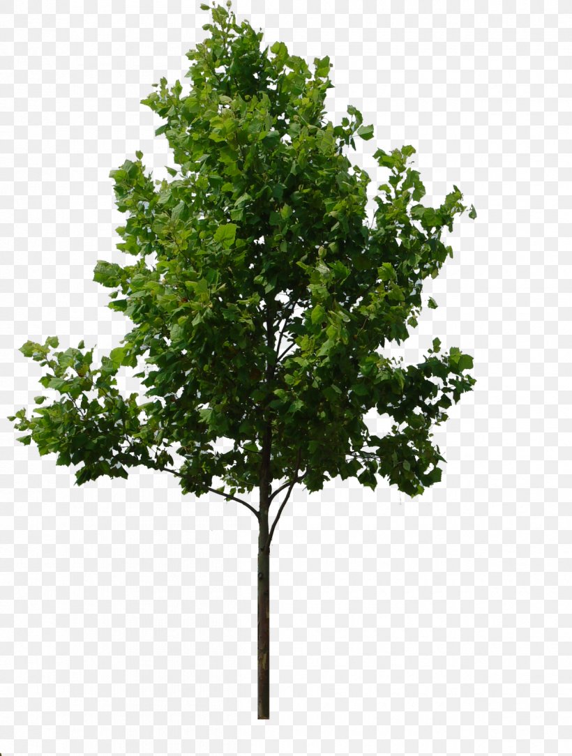 Tree Rendering Clip Art, PNG, 1210x1600px, Tree, Birch, Branch, Evergreen, Leaf Download Free