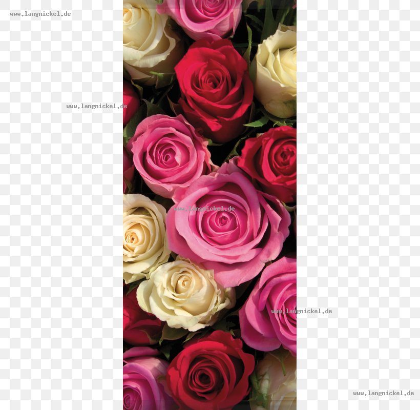 Garden Roses Cut Flowers Floral Design Centifolia Roses, PNG, 800x800px, Garden Roses, Artificial Flower, Centifolia Roses, Cut Flowers, Display Window Download Free