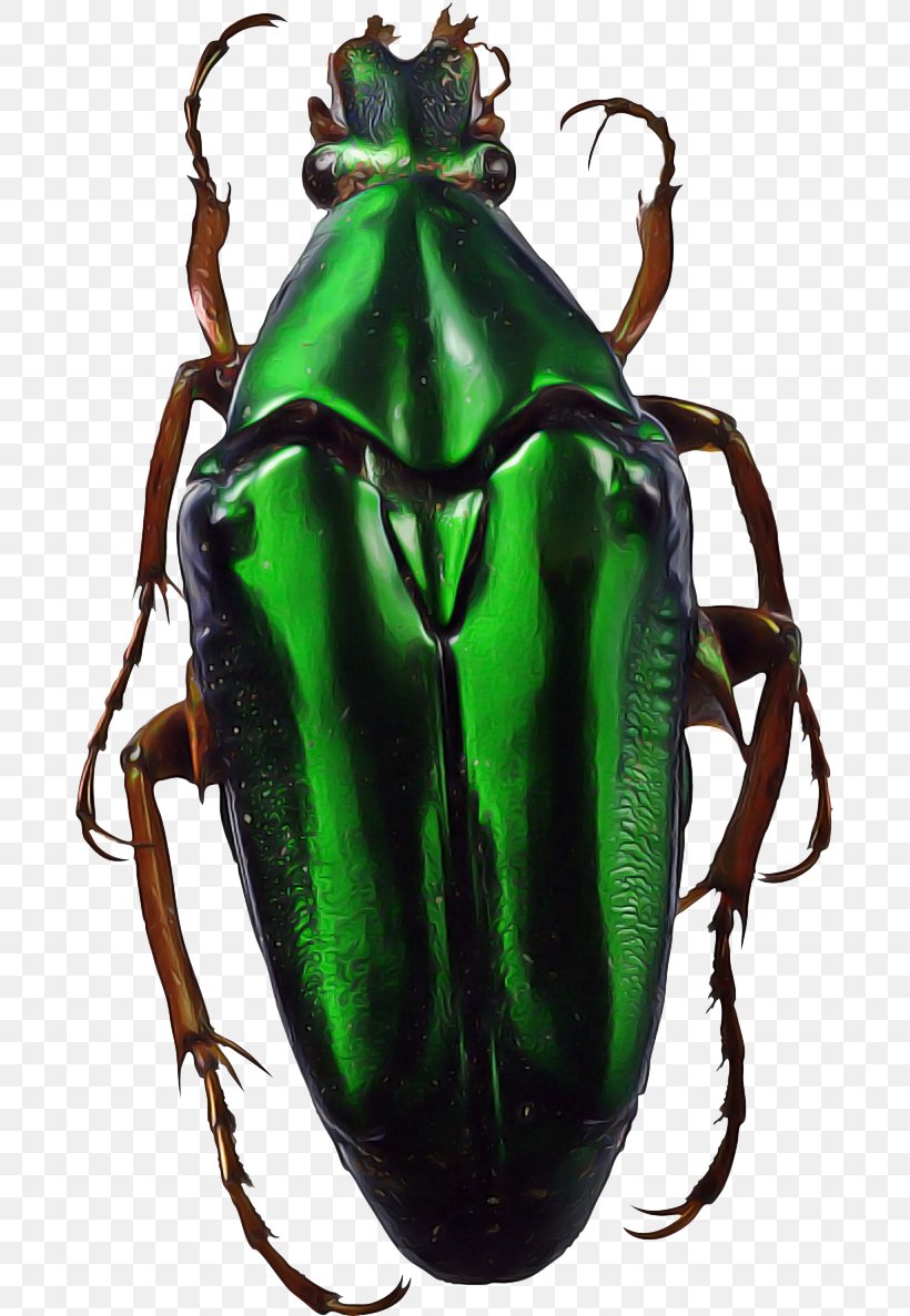June Background, PNG, 684x1187px, Beetle, Blister Beetles, Cetoniidae, Green June Beetle, Green Stink Bug Download Free