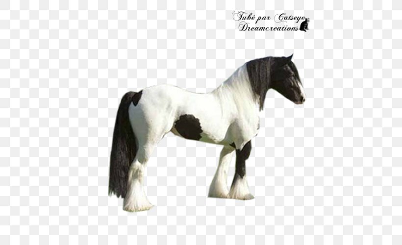 Stallion Mustang Mare Pony Halter, PNG, 600x500px, Stallion, Animal Figure, Halter, Horse, Horse Like Mammal Download Free