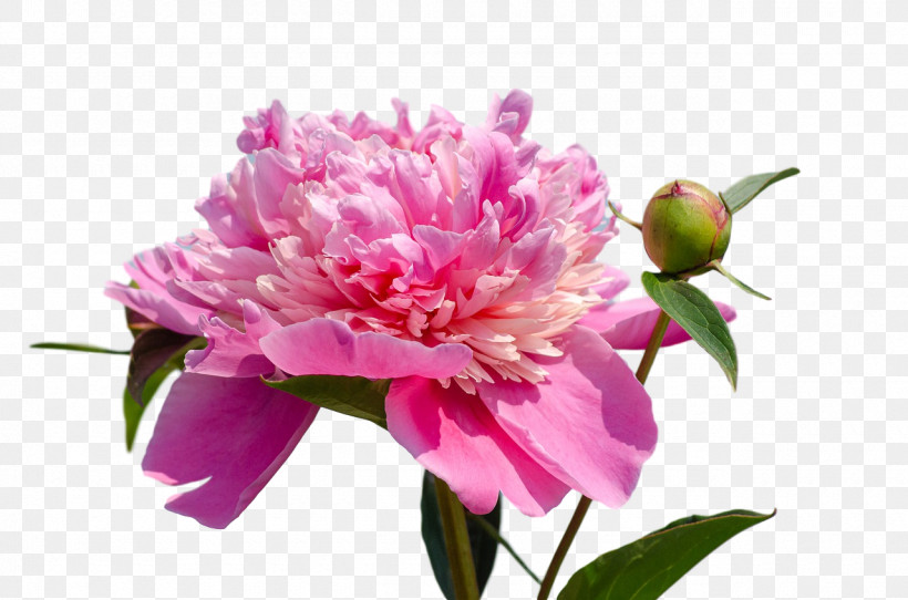 The Chemical Brothers Got To Keep On Peony, PNG, 1280x847px, Chemical Brothers, Annual Plant, Cut Flowers, Got To Keep On, Got To Keep On Midland Remix Download Free