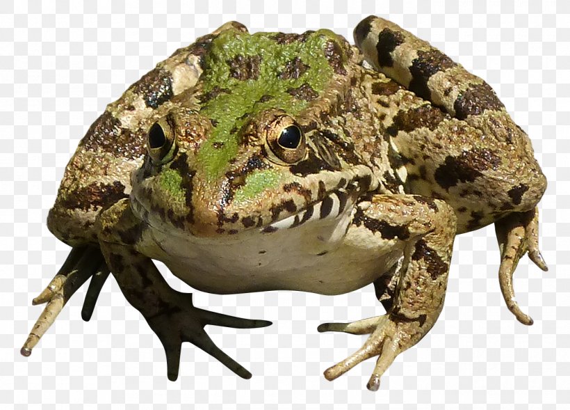 True Frog, PNG, 1370x985px, Frog, Amphibian, Edible Frog, Fauna, Image Resolution Download Free