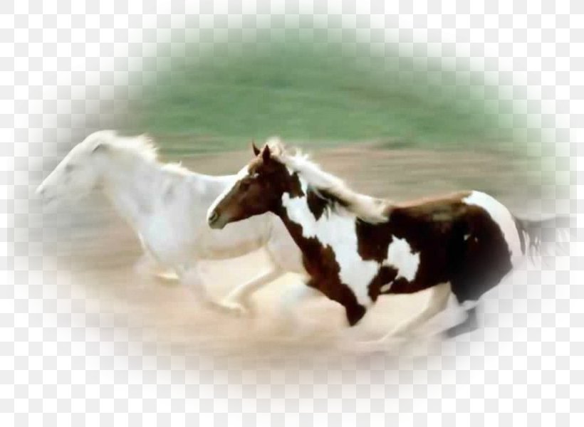 Andalusian Horse Mustang Friesian Horse Desktop Wallpaper Screensaver, PNG, 800x600px, Andalusian Horse, Black, Equestrian, Friesian Horse, Horse Download Free