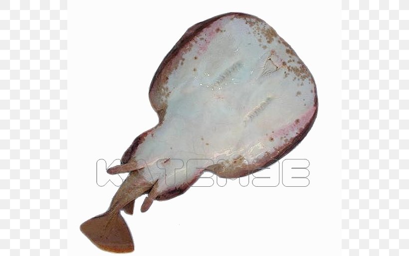 Common Torpedo Flatfish Atlantic Torpedo, PNG, 550x514px, Torpedo, Animal Source Foods, Batoids, Electric Eel, Electric Ray Download Free