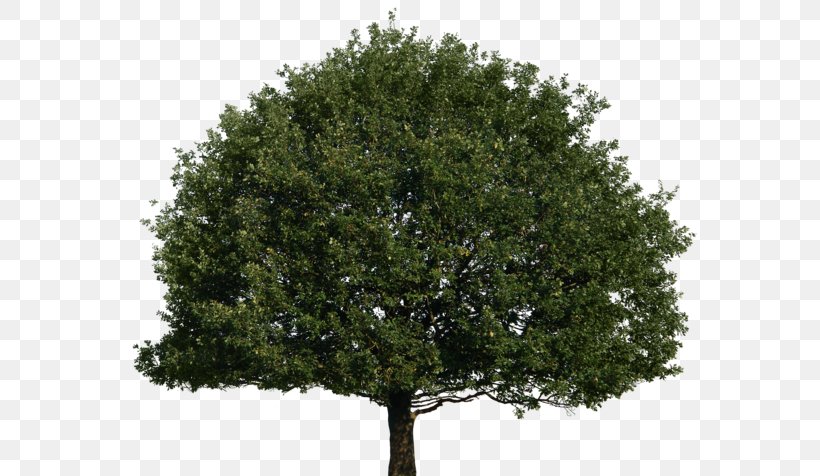 Tree Of 40 Fruit DeviantArt, PNG, 600x476px, Tree Of 40 Fruit, Art, Deviantart, Evergreen, Oak Download Free