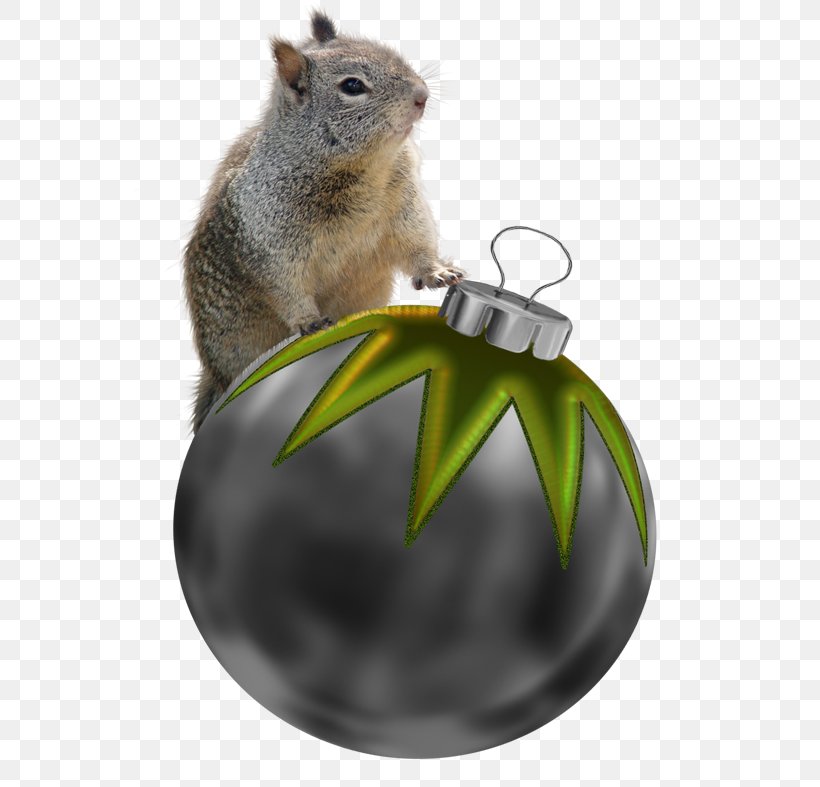 Chipmunk Squirrel Christmas Decoration Christmas Ornament, PNG, 555x787px, Chipmunk, Christmas, Christmas Decoration, Christmas Ornament, Dormouse Download Free
