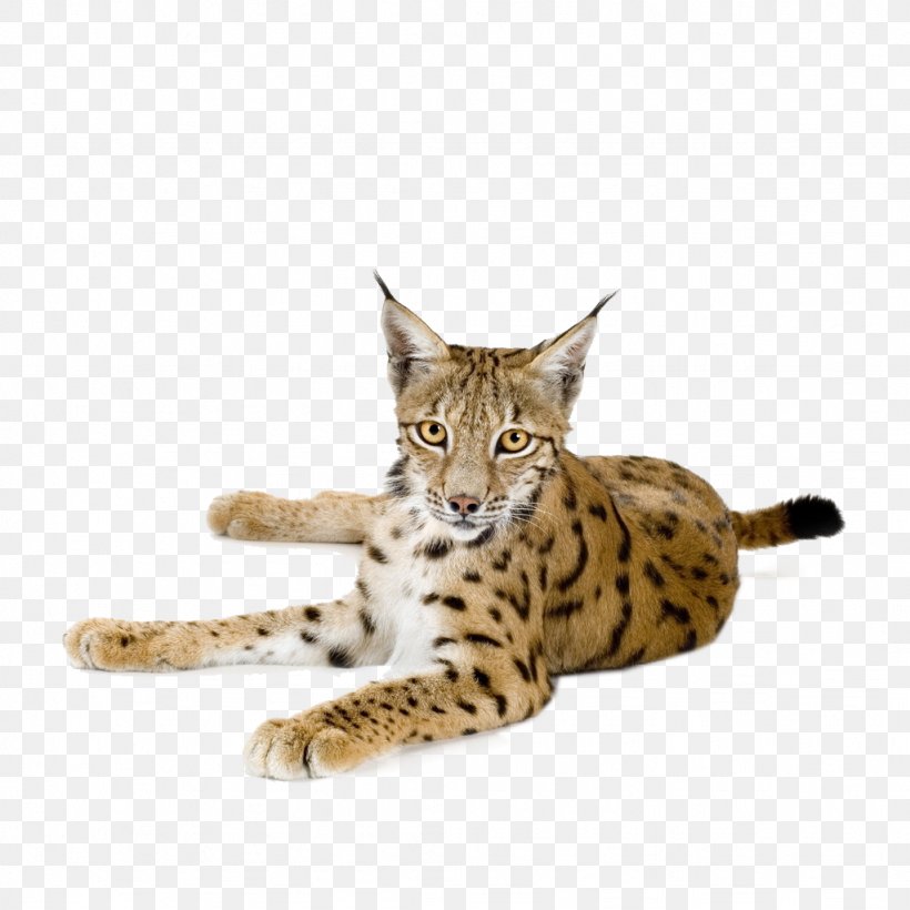 Eurasian Lynx Canada Lynx Felidae Download, PNG, 1024x1024px, Eurasian Lynx, Animal, Bengal, Bobcat, California Spangled Download Free