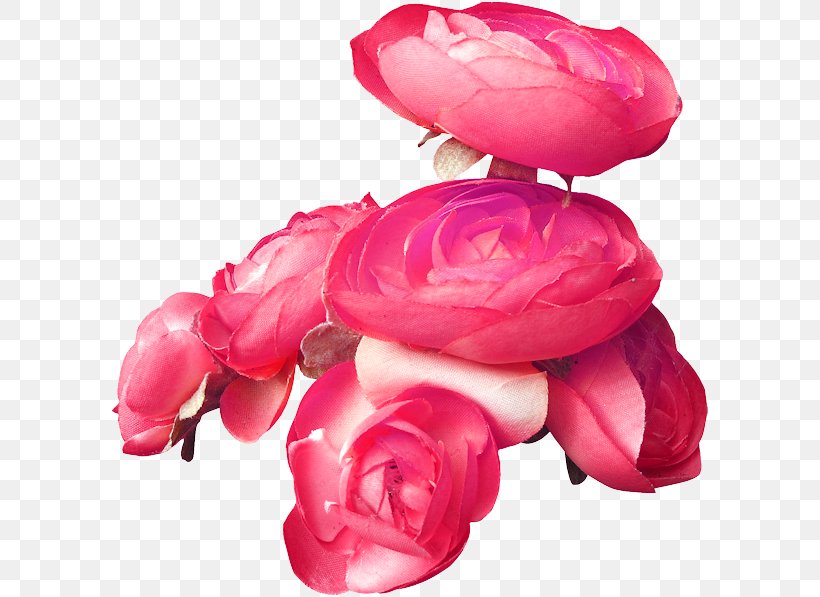 Garden Roses Blue Rose Pink, PNG, 600x597px, Garden Roses, Blue, Blue Flower, Blue Rose, Color Download Free