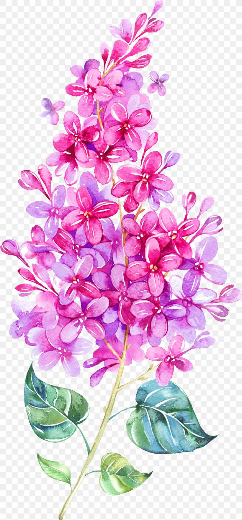 IPhone 6 Watercolor Painting Lilac Clip Art, PNG, 1576x3388px, Iphone 6, Art, Branch, Cut Flowers, Drawing Download Free