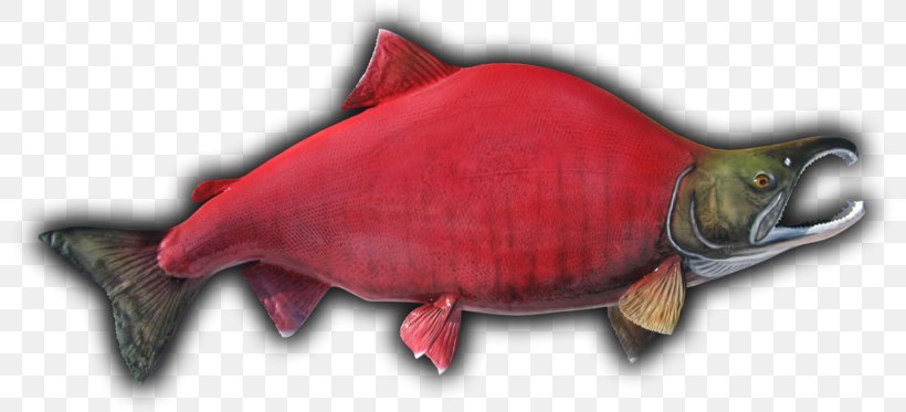 Fish Sockeye Salmon Taxidermy Beak Showcase, PNG, 800x373px, Fish, Animal Figure, Beak, Fauna, Organism Download Free