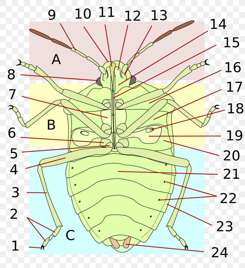 Insect Heteroptera Bed Bug Human Body Anatomy, PNG, 1280x1400px, Watercolor, Cartoon, Flower, Frame, Heart Download Free