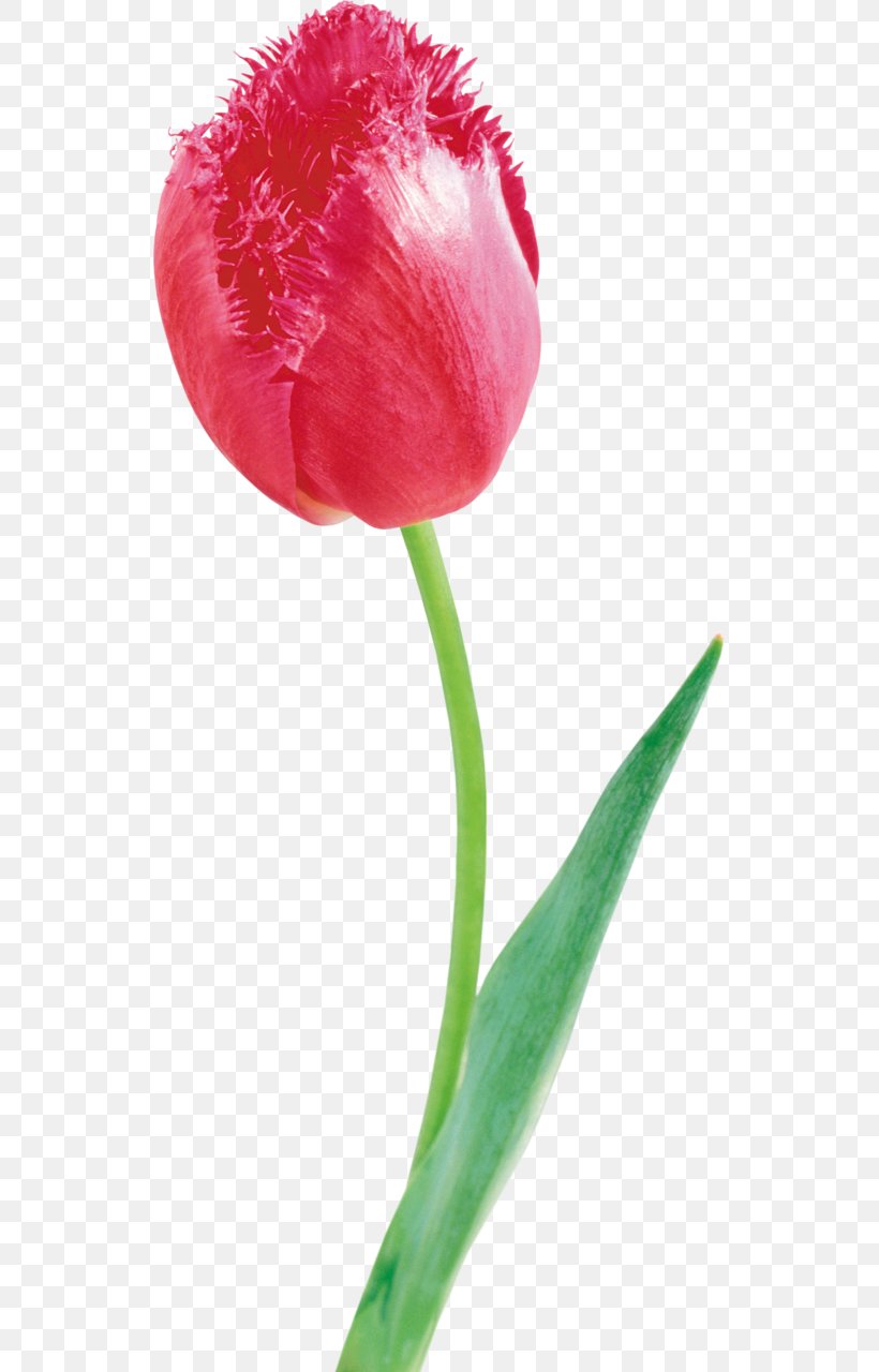 Tulip Cut Flowers Petal Plant Stem, PNG, 533x1280px, Tulip, Bud, Carnation, Cut Flowers, Flower Download Free