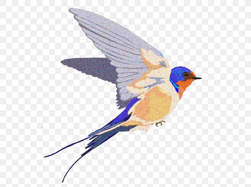 Barn Swallow, PNG, 548x610px, Swallow, Barn Swallow, Beak, Bird, Blog Download Free