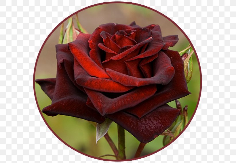 Black Rose Blue Rose Flower Garden Roses, PNG, 595x567px, Black Rose, Black, Blue, Blue Rose, Cabbage Rose Download Free