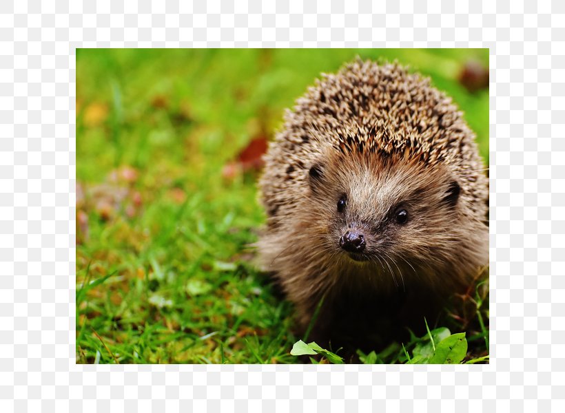 Emotional Support Animal Pet European Hedgehog Domesticated Hedgehog Spine, PNG, 600x600px, Emotional Support Animal, Animal, Cage, Domesticated Hedgehog, Echidna Download Free