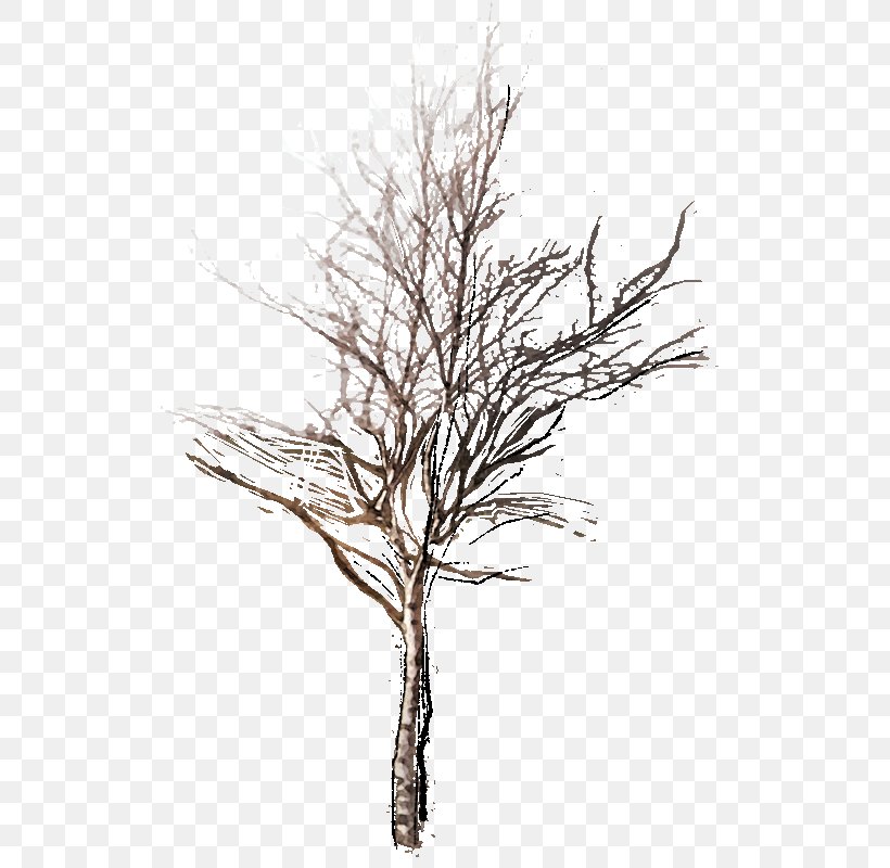 Oak Tree Drawing, PNG, 524x800px, Twig, American Larch, Birch, Branch, Drawing Download Free