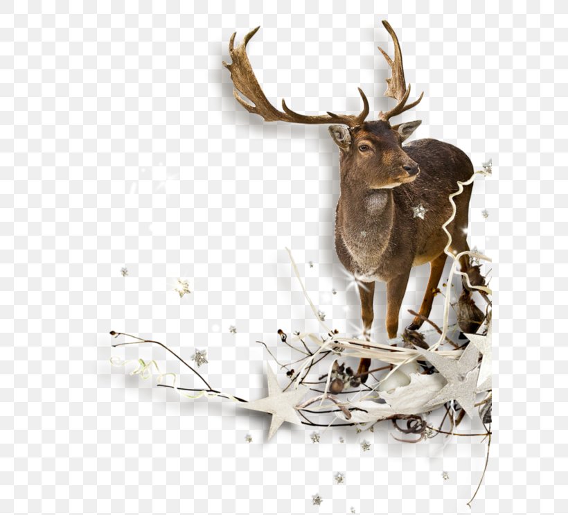 Reindeer Clip Art, PNG, 600x743px, 3d Computer Graphics, Reindeer, Antler, Deer, Dots Per Inch Download Free