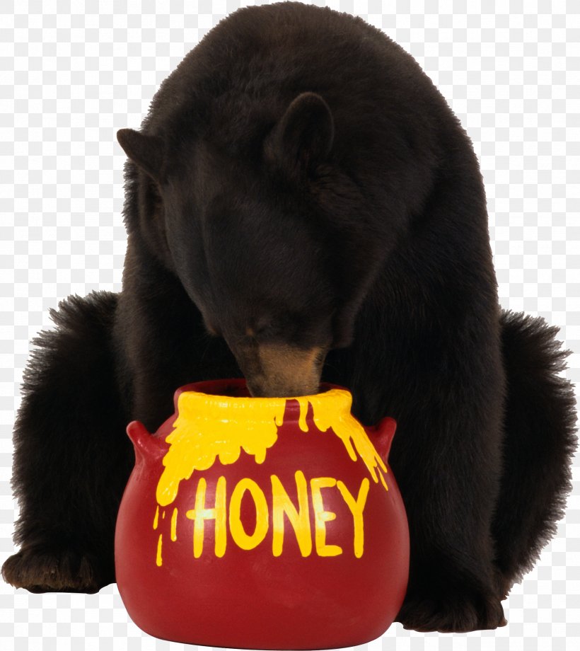 Brown Bear Honey, PNG, 1903x2136px, Radio, American Black Bear, Ancestor, Bear, Carnivoran Download Free