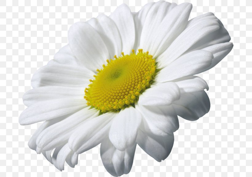 Chamomile Clip Art, PNG, 700x576px, Chamomile, Chrysanths, Daisy, Daisy Family, Flower Download Free