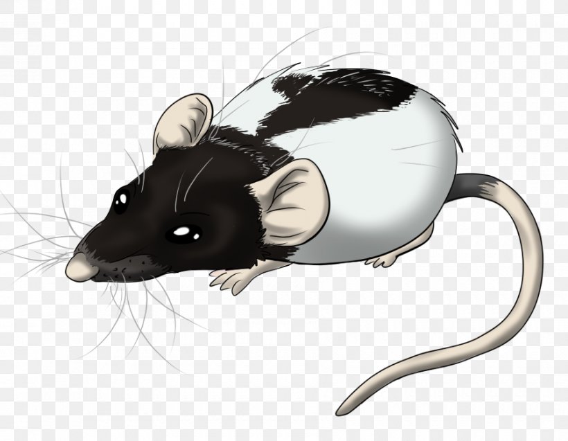 Computer Mouse Whiskers Product Design Snout Fauna, PNG, 900x700px, Computer Mouse, Fauna, Hamster, Mouse, Muridae Download Free